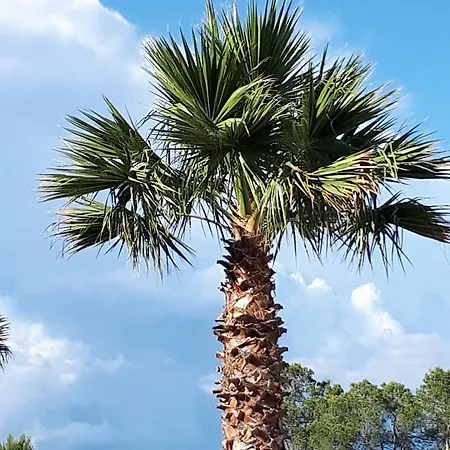 Les Parasols D'argens